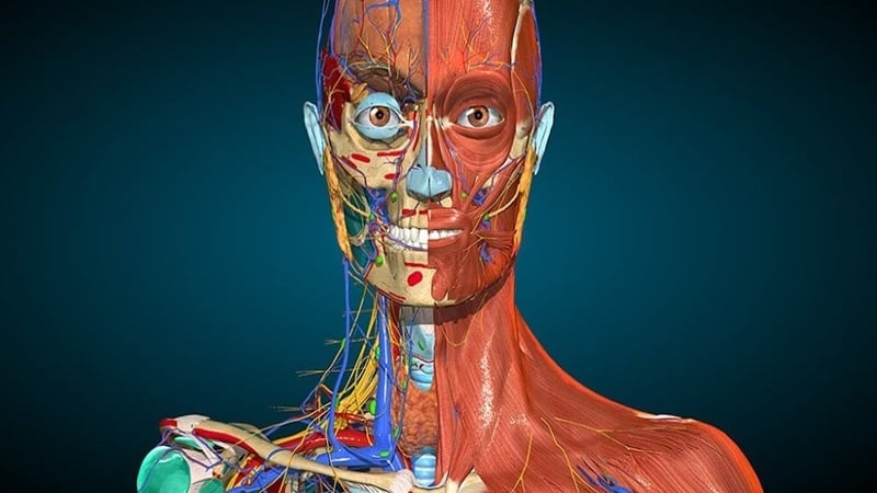 Anatomy Learning