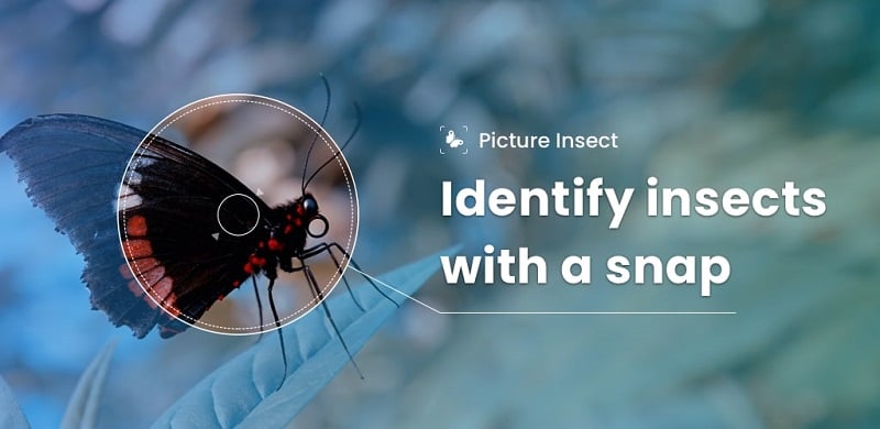 Picture Insect: Bug Identifier